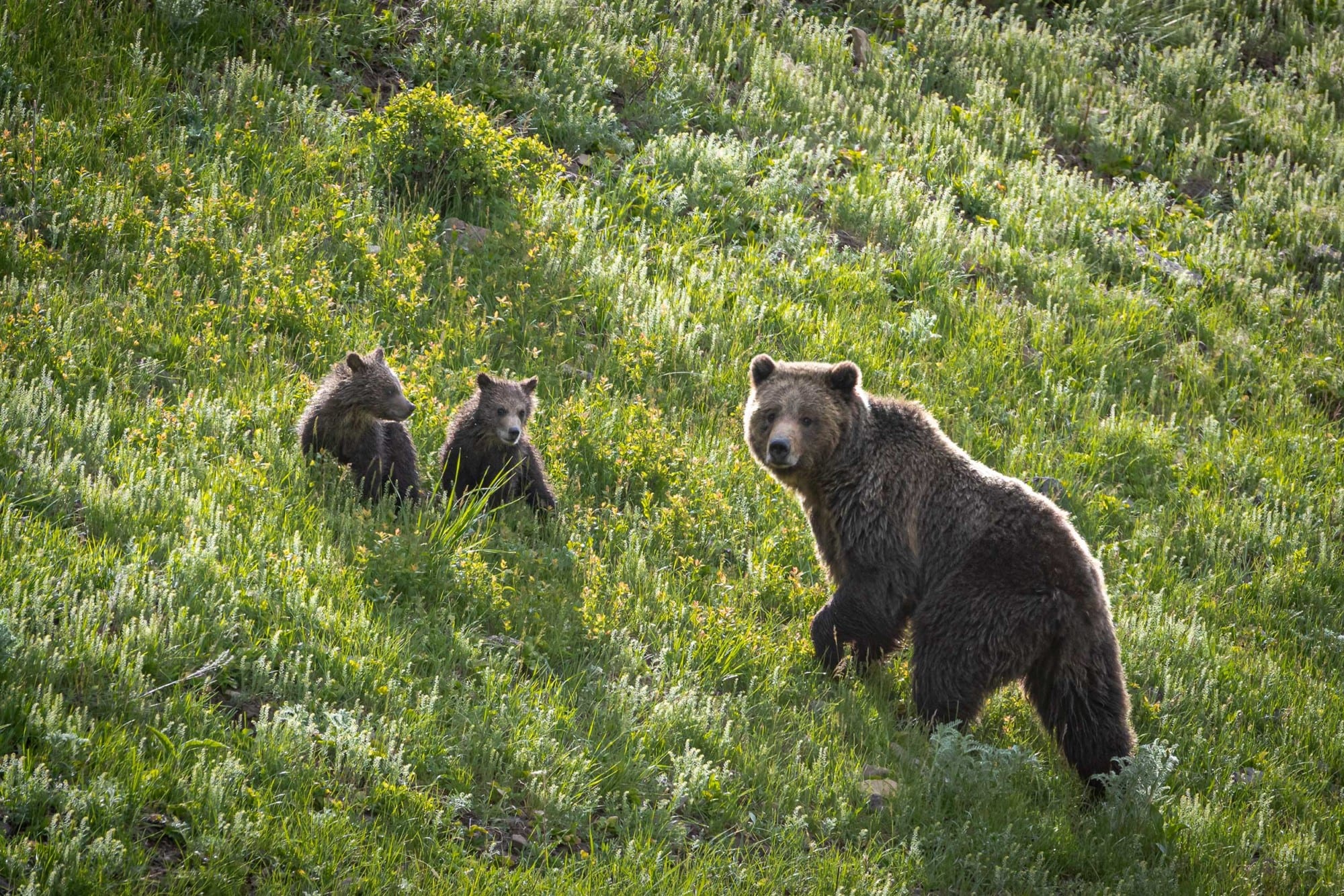 Wildlife Safaris in Jackson Hole