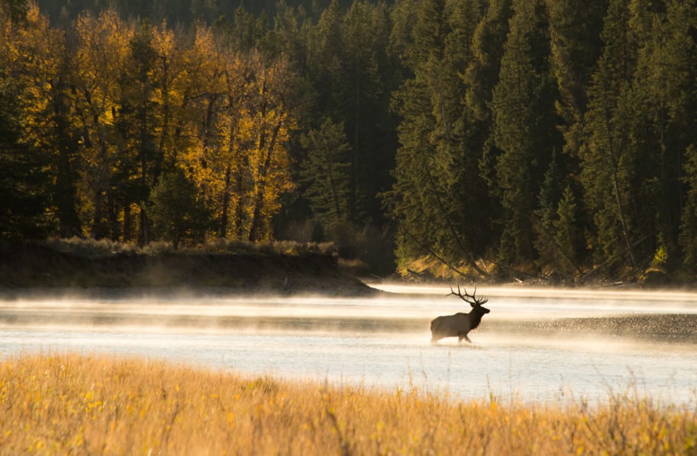 elk crossing river