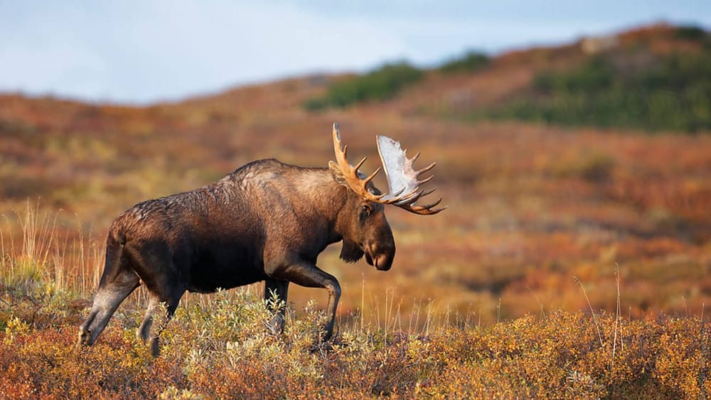Bull moose passing by.