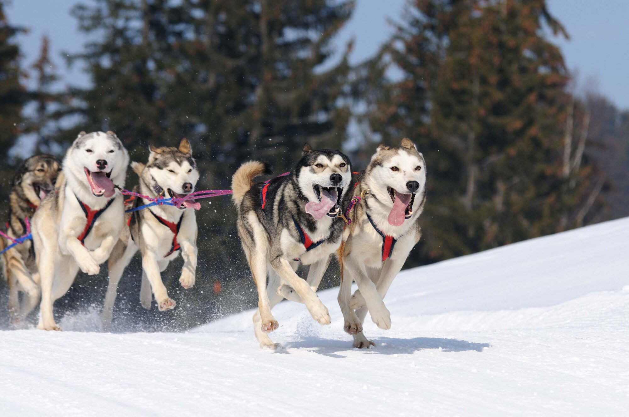Jackson Hole Sled Dogs