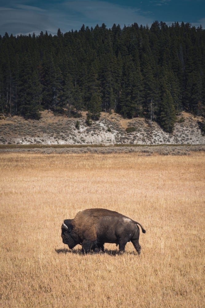 lone bison