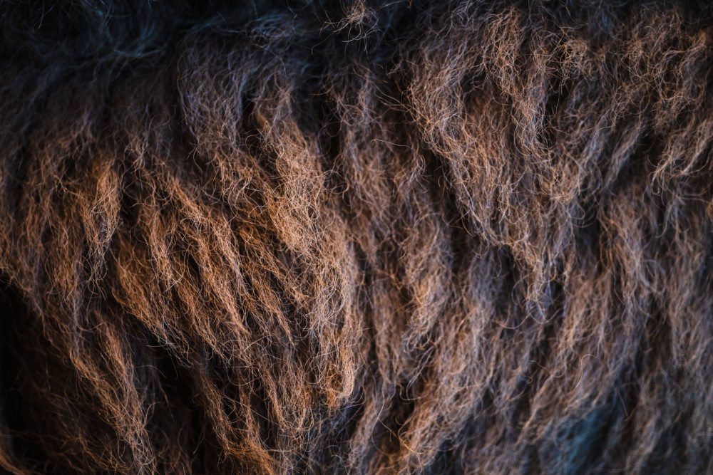 Bison fur texture.