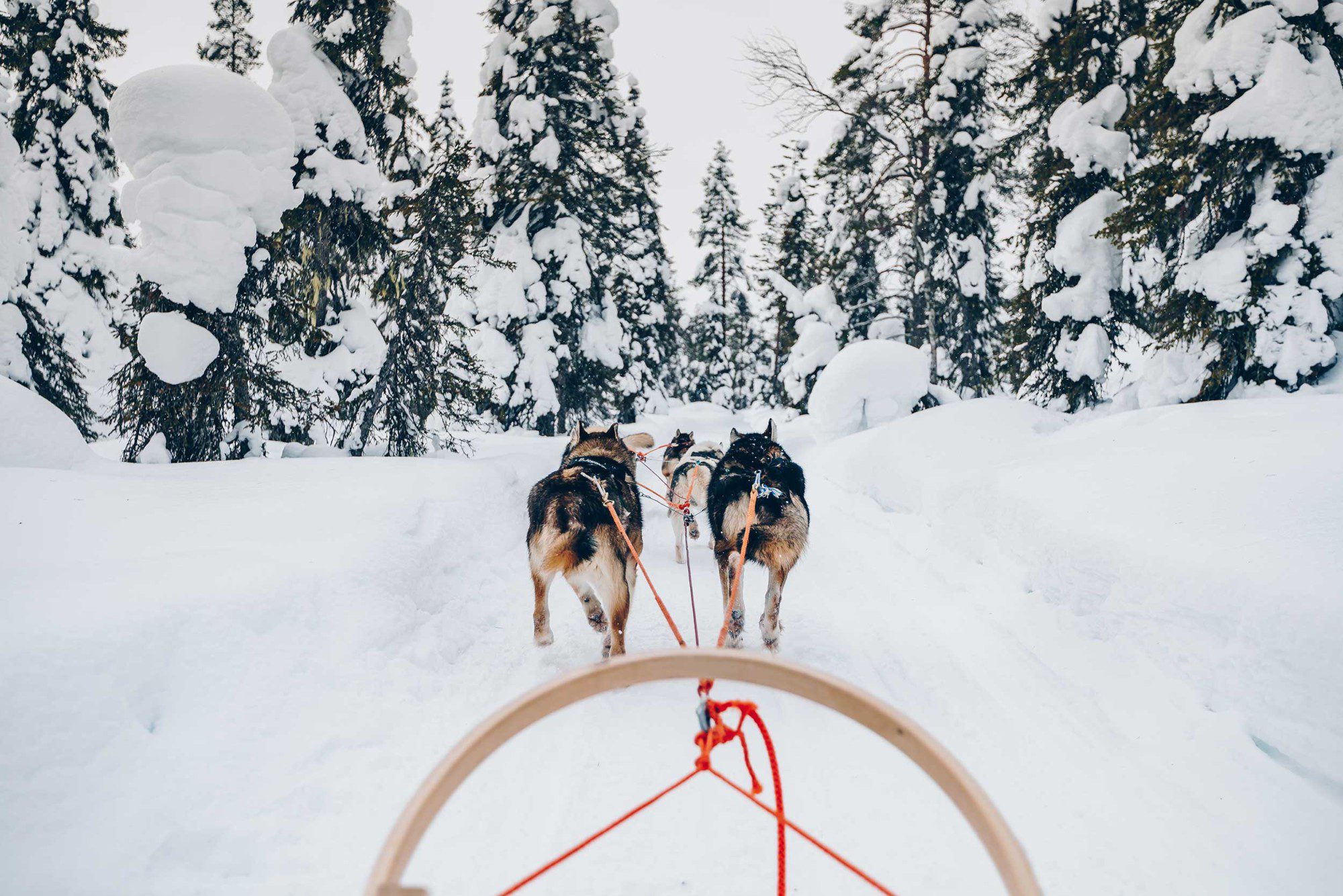 Dogsledding In Jackson Hole