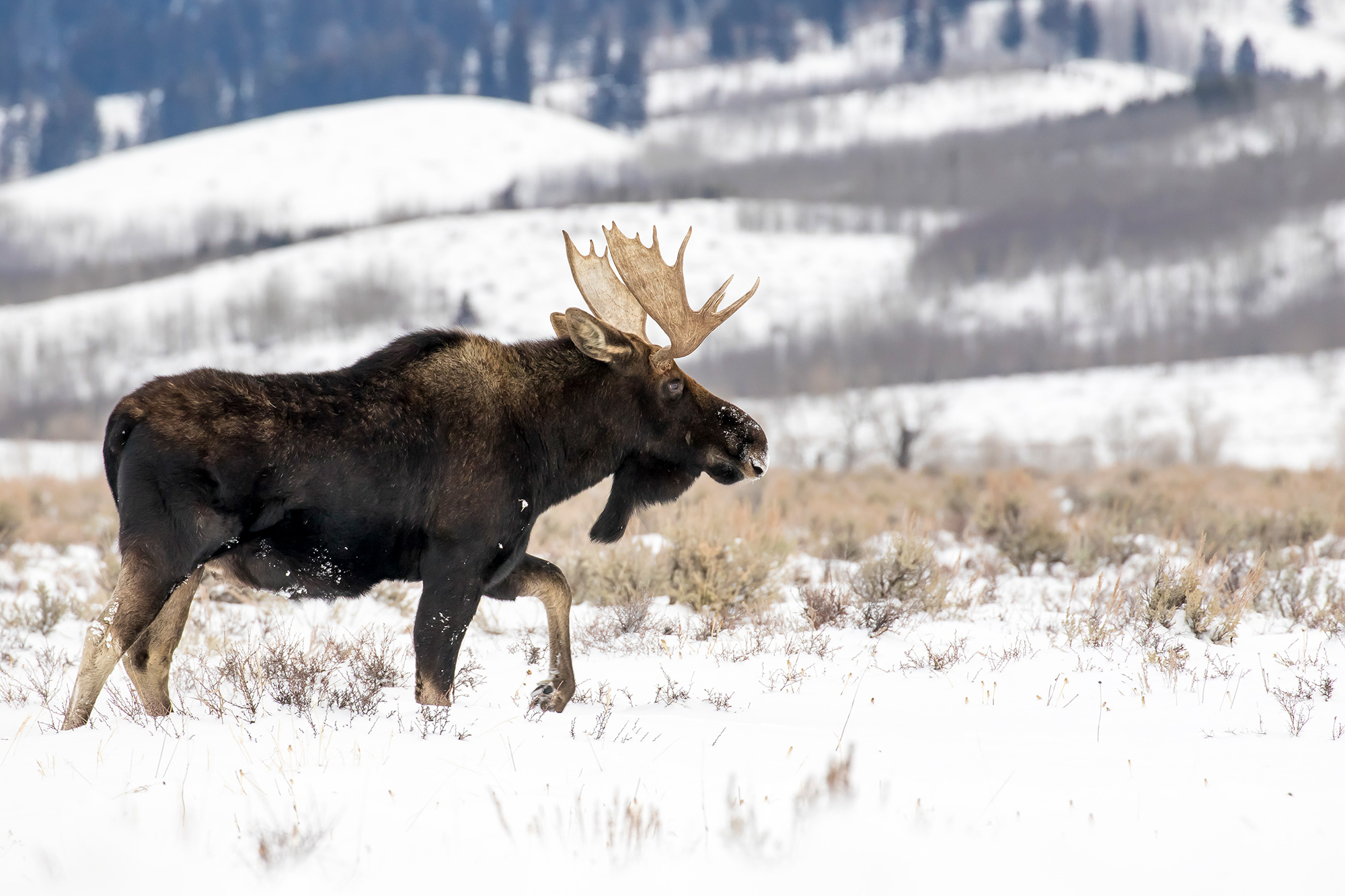 Bull Moose In Jackson Hole