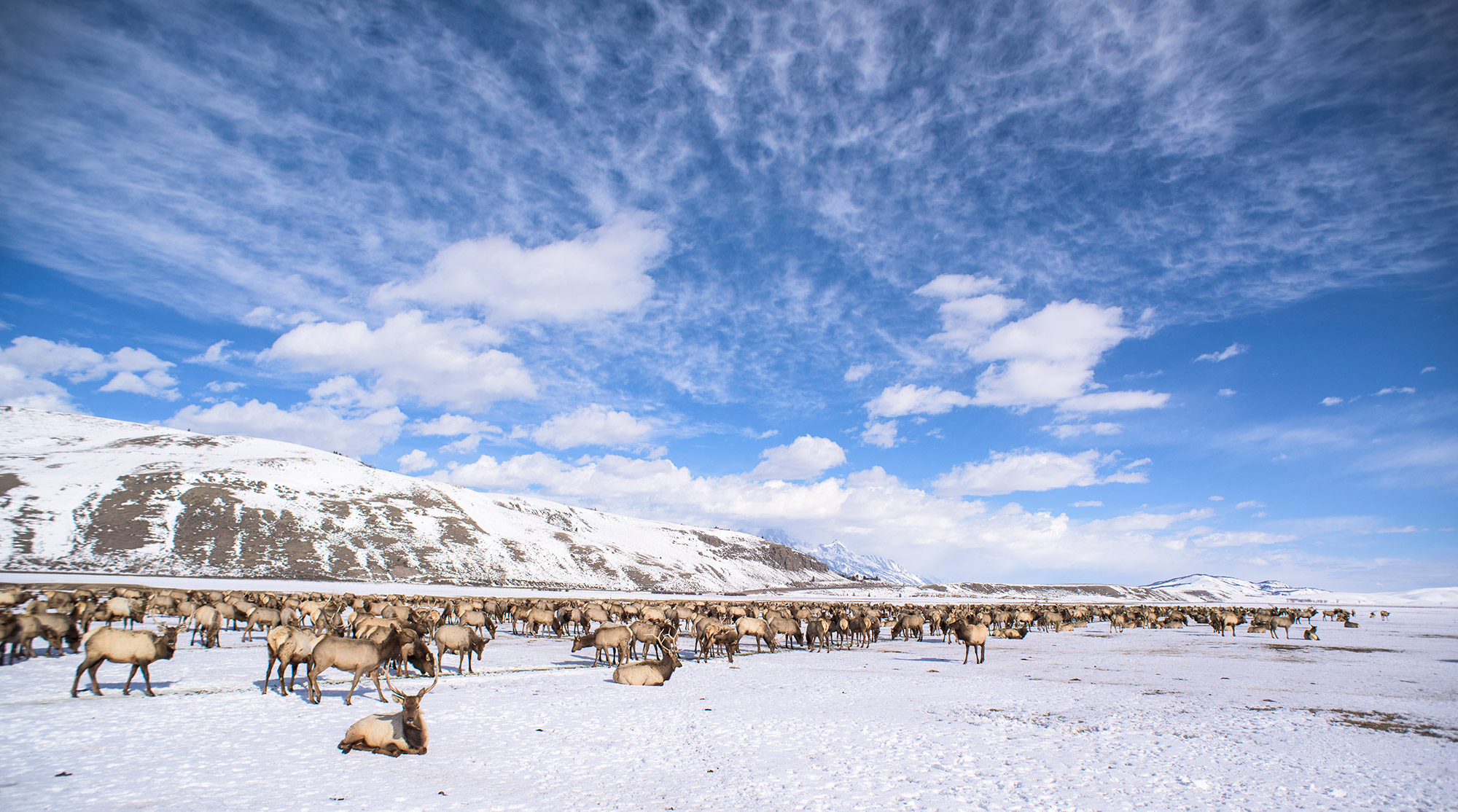 Herd of elk on The National Elk Refuge.
