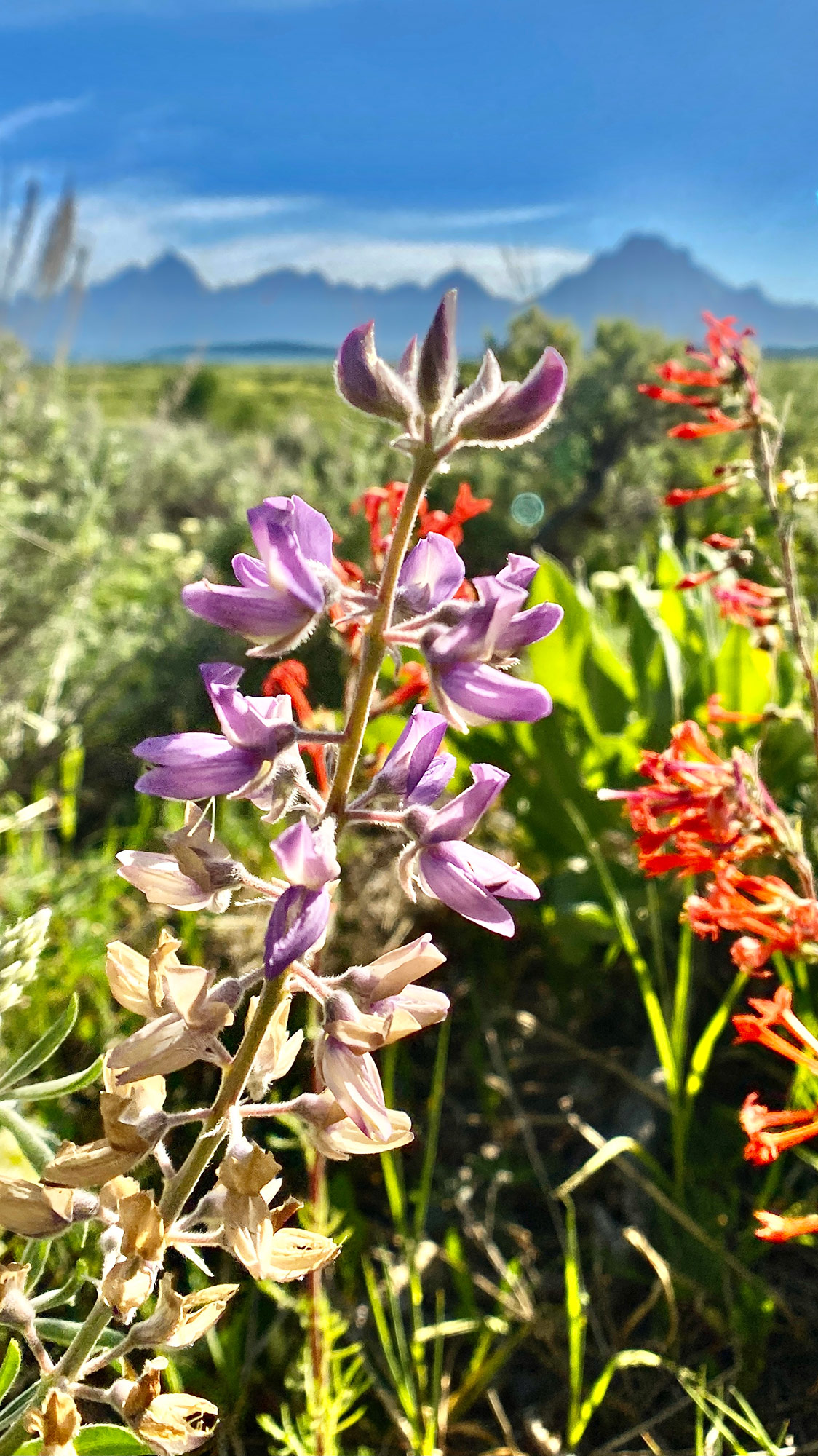 Wildflowers In The Tetons In Spring