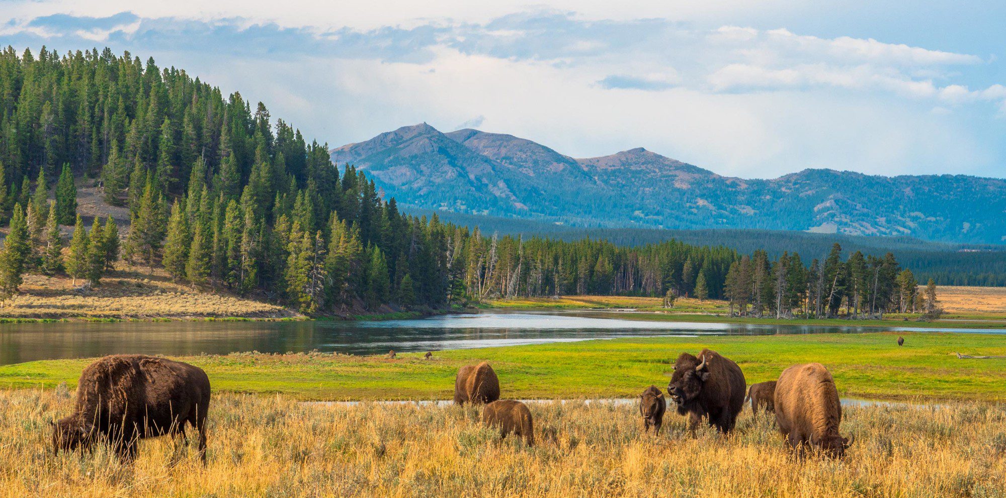Bison in Yellowstone-National-Park-Wyoming