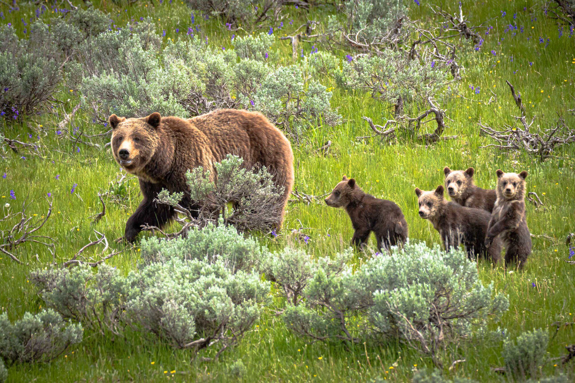 399-and-her-four-grizzly-cubs-web