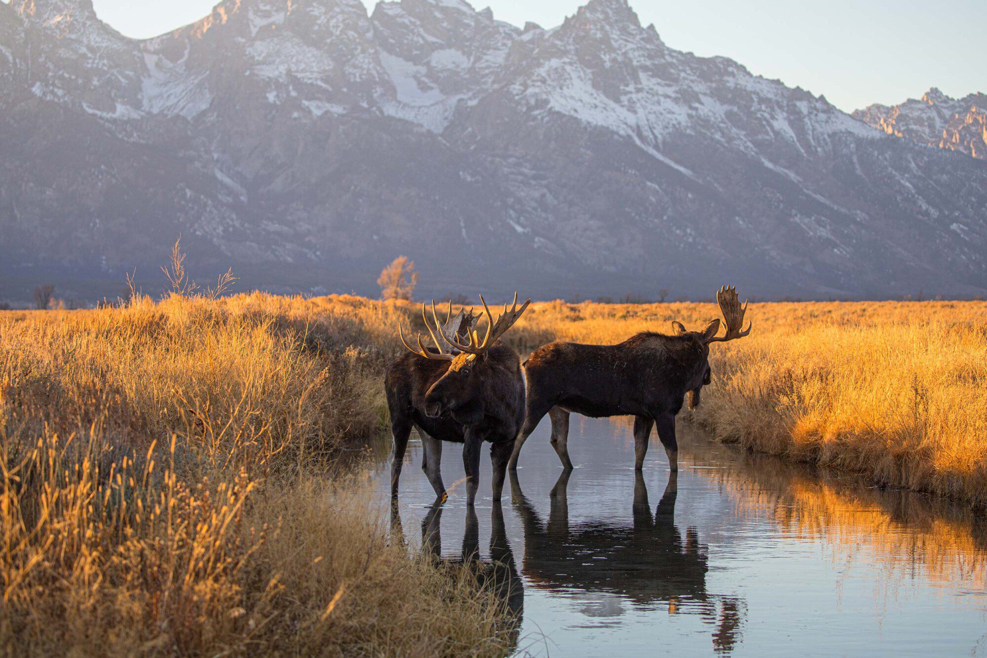 Bull Moose drinking from river in fall in Jackson Hole