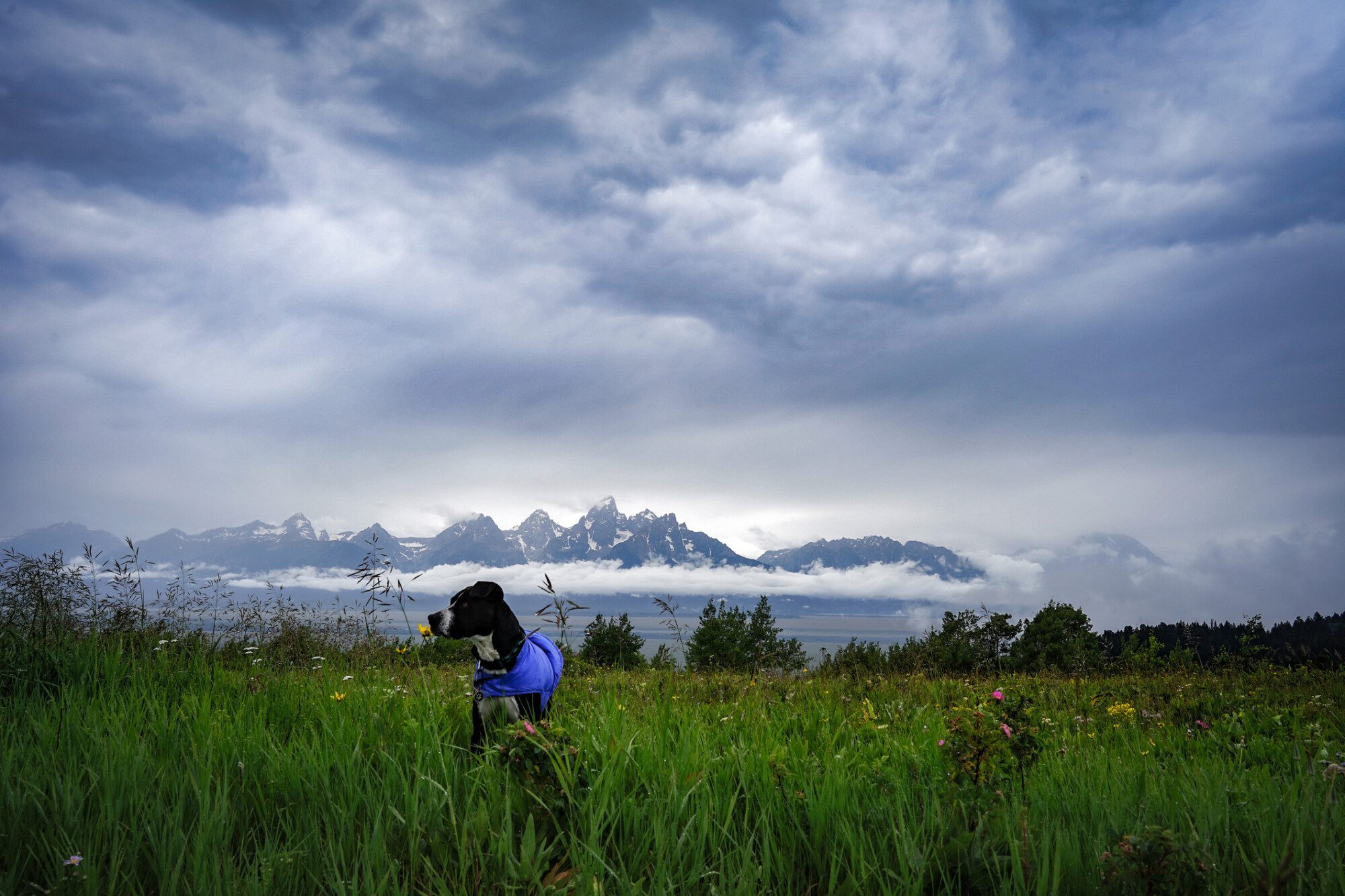 Dog in front of Tetons