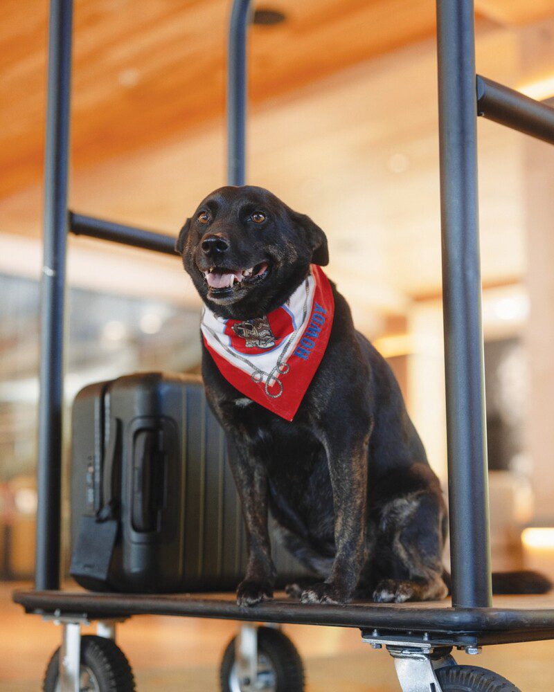 MODERNBEAST Jackson Hole