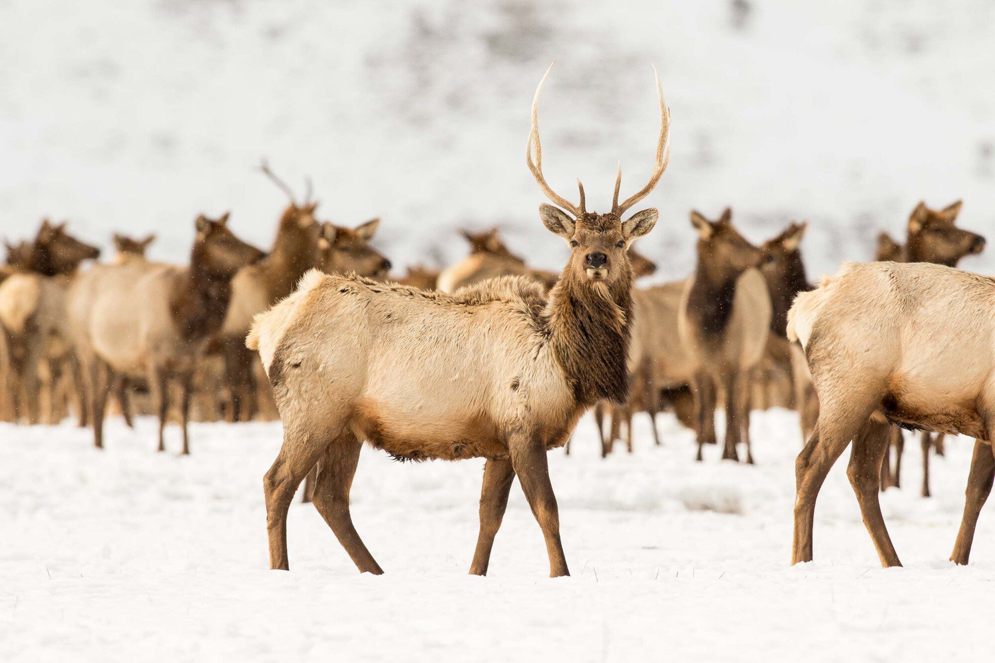 Bull Elk at National Elk Refuge