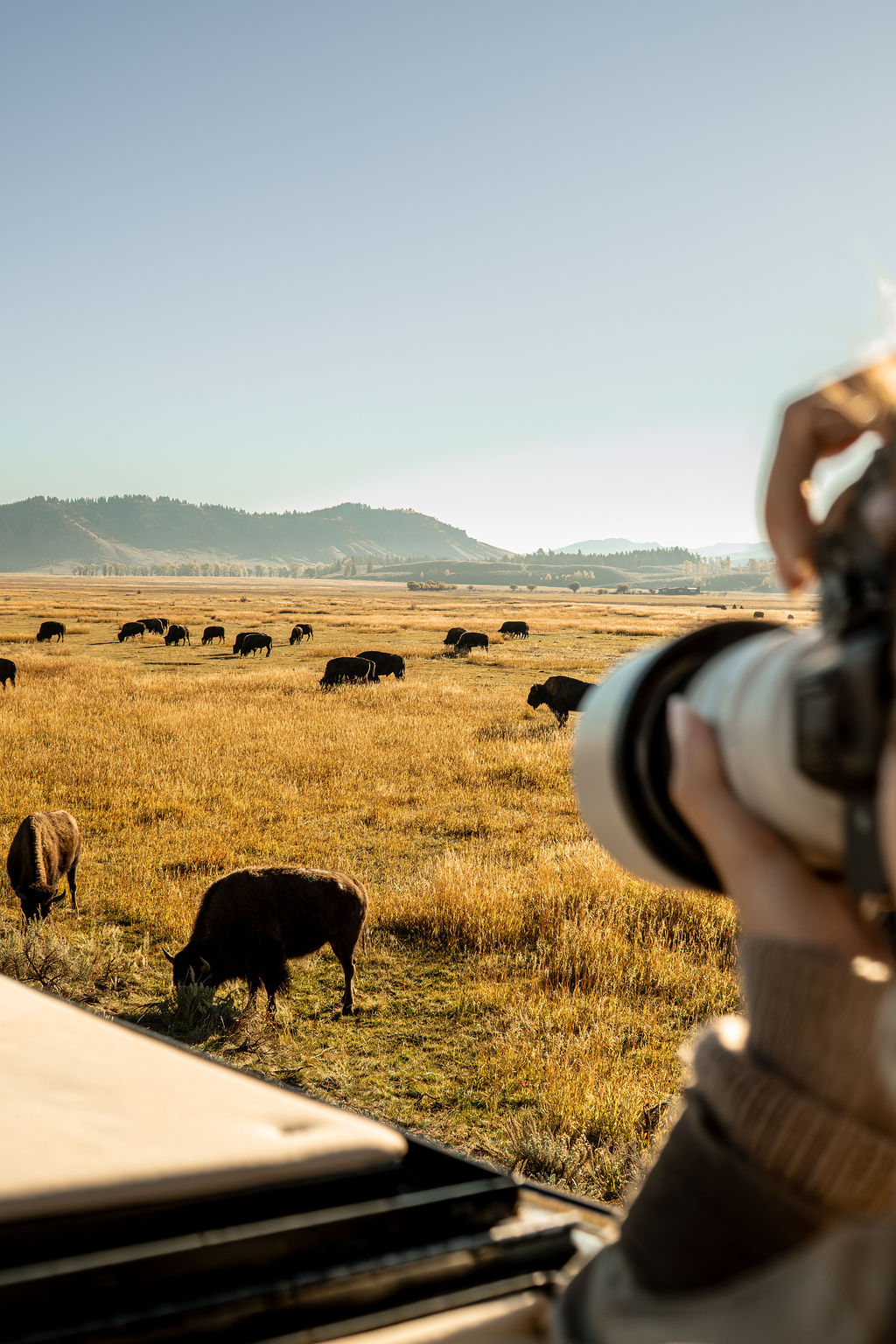 Wildlife Safari Bison Camera Photography