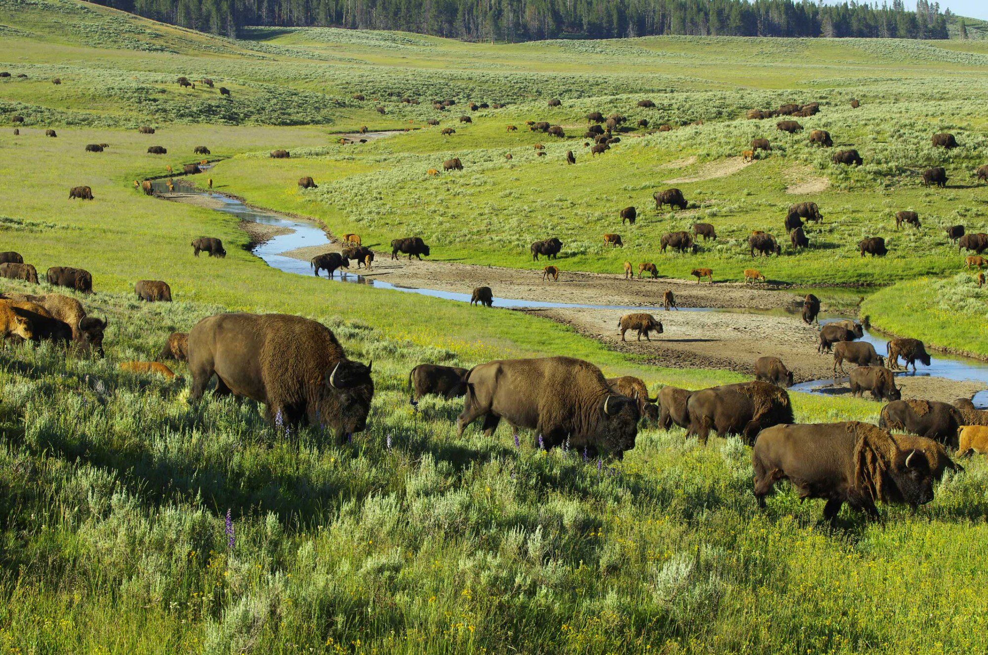 Bison grazing